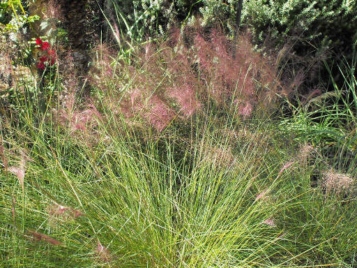 Muhlenbergia capillaris